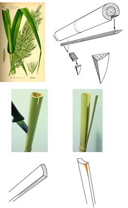 Fig. 3:  Arundo donax (giant reed); possible ways to split the stalk in order to obtain a stylus (drawings by J. Marzahn and A. Bramanti). Fig. 3:  Arundo donax (giant reed); possible ways to split the stalk in order to obtain a stylus (drawings by J. Marzahn and A. Bramanti).