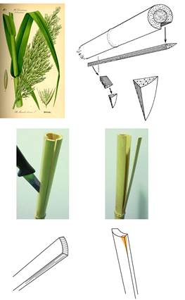 Fig. 3:  Arundo donax (giant reed); possible ways to split the stalk in order to obtain a stylus (drawings by J. Marzahn and A. Bramanti).
